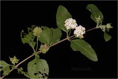 Lantana veronicifolia